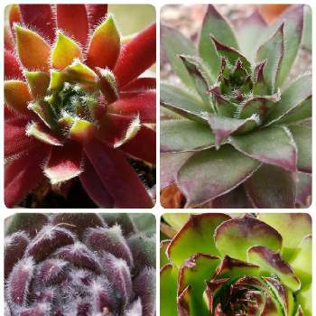 子株がポコポコ出きるの投稿画像一覧 Greensnap グリーンスナップ