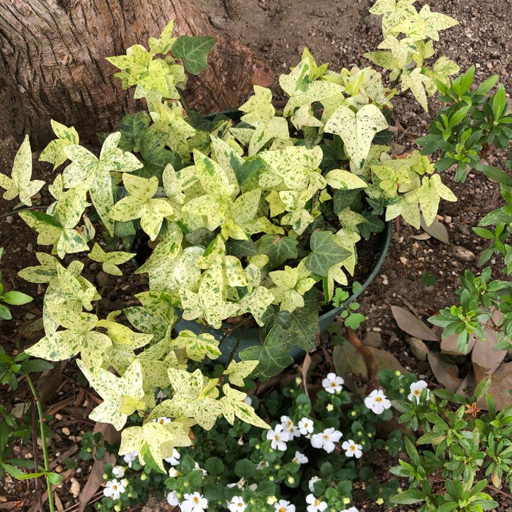 観葉植物の投稿画像 By Neigeさん アイビー白雪姫と植物に感謝をとどんどん増えてねと大切に育てようと白いアイビーと花のある暮らしと新芽 19月4月23日 Greensnap グリーンスナップ