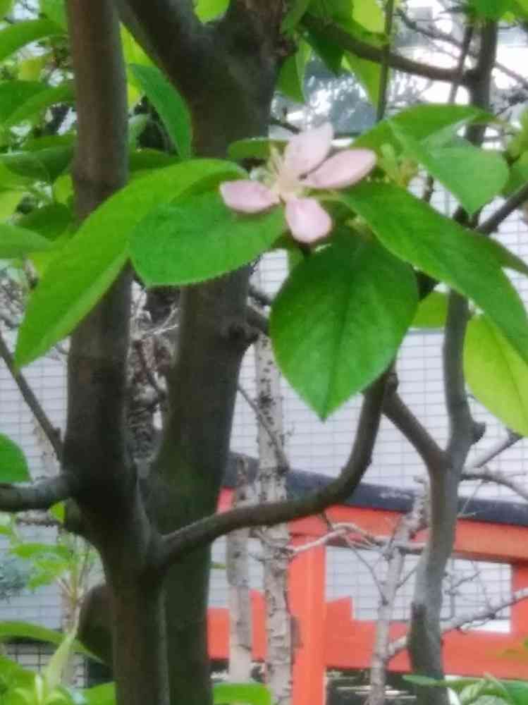 ちゃーちゃんさんの山下公園への投稿