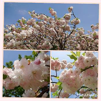 八重桜 松月の画像 by るなにゃんさん | お出かけ先とご近所さんと花散歩と八重桜 松月と八重桜＊
