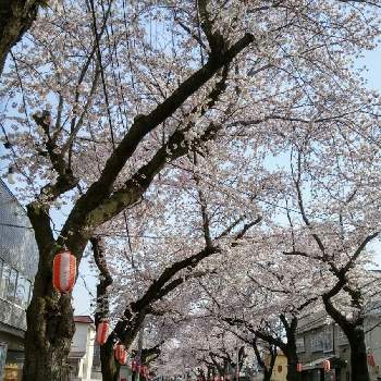 桜前線の画像 by tamaさん | no green no lifeと青森と花のある暮らしと桜前線と葉挿し