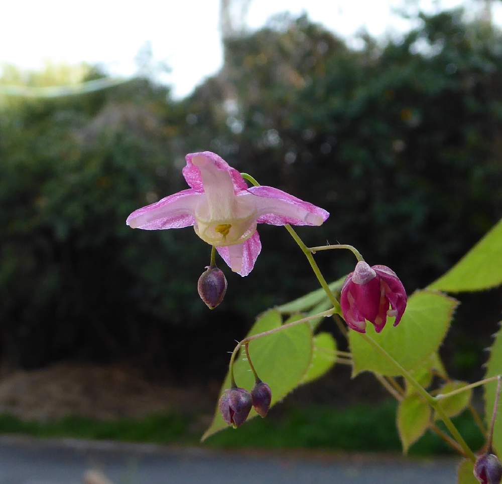 イカリソウの開花 Greensnap グリーンスナップ
