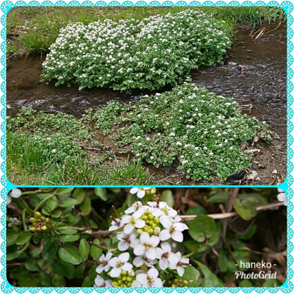 クレソンの投稿画像 By はねこさん 繁殖力旺盛と川沿いの花 花と花のある暮らしと可愛いらしいお花としろいはな 19月4月23日 Greensnap グリーンスナップ