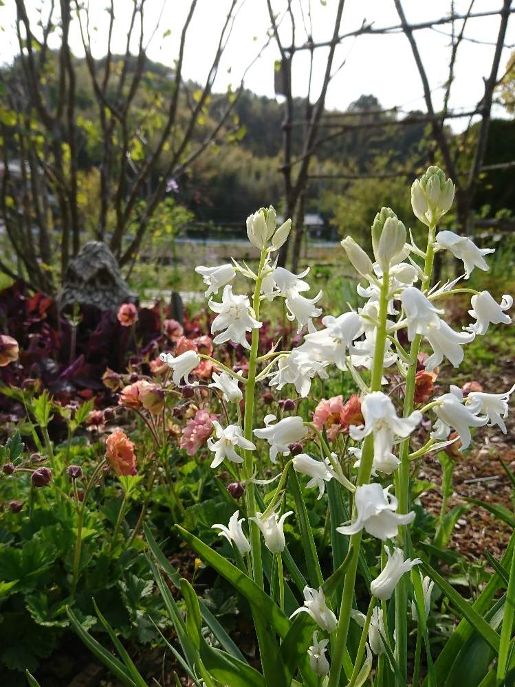 ゲウム マイタイの投稿画像 By モコさん シラー カンパニュラータとマイガーデンと咲いた と白い花 19月4月23日 Greensnap グリーンスナップ