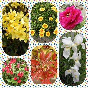 カロライナジャスミンの花の画像 by まっさんno.1さん | お出かけ先とチェリーセージ❤︎と赤いボタンの花とカロライナジャスミンの花とGS映えとレッドロビン！と ガザニアとウォーキング中と花のある暮らしと白いアイリスの花