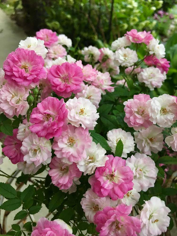 ミニバラ レンゲローズの投稿画像 By Suzu さん 我が家の花壇とガーデニングと花のある暮らしと記録用 19月4月23日 Greensnap グリーンスナップ
