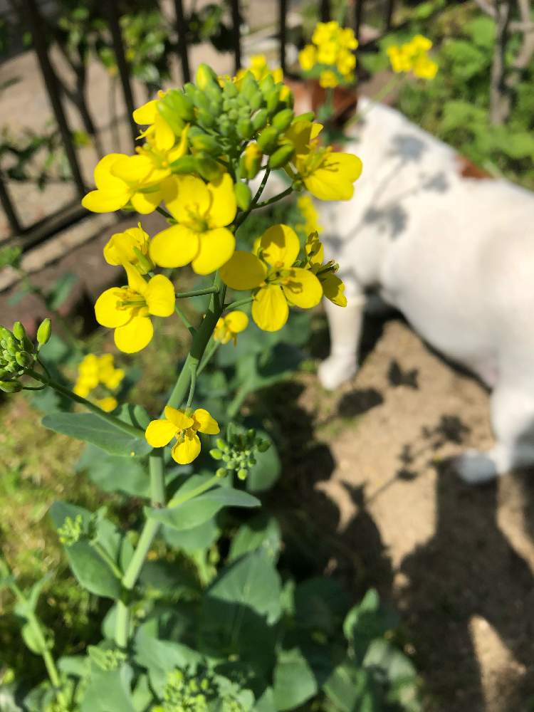 小松菜の花の投稿画像 By 5さん 小さな庭とgs日和とgs日和 19月4月23日 Greensnap グリーンスナップ Greensnap グリーンスナップ