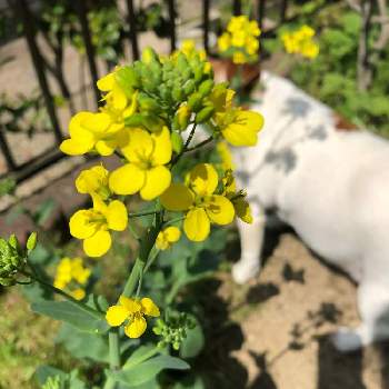 小松菜の花の投稿画像一覧 Greensnap グリーンスナップ