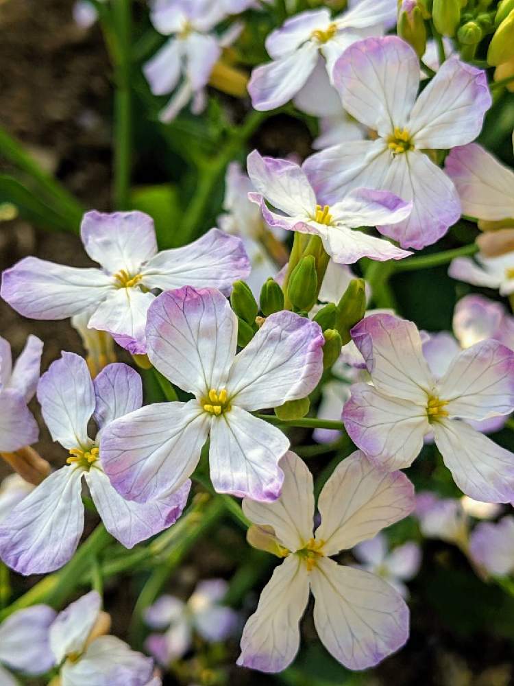 ダイコンの投稿画像 By 和さん かわいいと白い花とダイコンの花とはたけ 19月4月23日 Greensnap グリーンスナップ