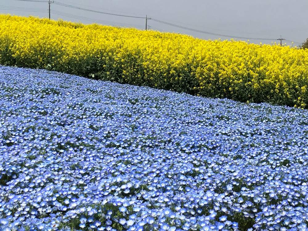 ネモフィラの投稿画像 By 有限会社スリーフラワーさん 群馬県高崎市と本庄市と切花と観葉生産者と園芸店とgsのみなさんに感謝 と今日の一枚と ネモフィラ と生花とお花見とおでかけ先と埼玉県とガーデニングと花のある暮らしとかわいいな と10連休何する とフラワー ネモフィラの投稿画像 By 有限会社スリーフラワーさん 群馬県高崎市と本庄市と切花と観葉生産者と園芸店とgsのみなさんに感謝 と今日の一枚と ネモフィラ と生花とお花見とおでかけ先と埼玉県とガーデニングと花のある暮らしとかわいいな と10連休何する とフラワー