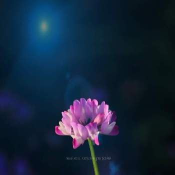 蓮華の花の投稿画像一覧 Greensnap グリーンスナップ