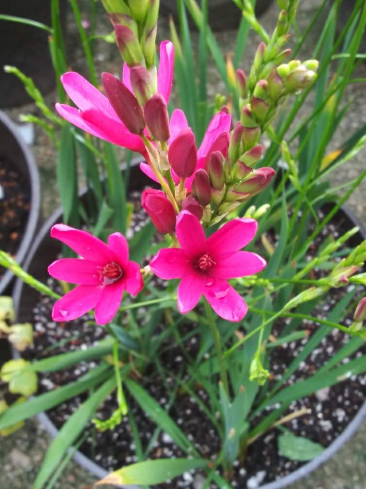 イキシアの投稿画像 By Kazuさん 19月4月24日 Greensnap グリーンスナップ