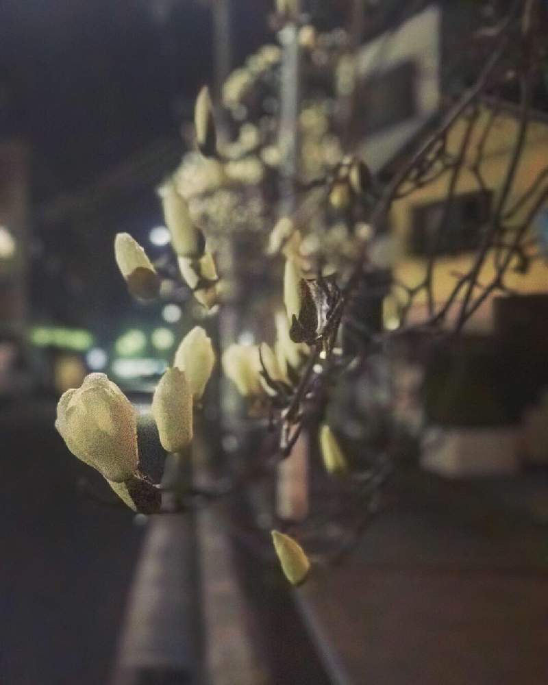 白木蓮の投稿画像 By Kay Tama Gskさん 真夜中とつぼみと今日の一枚と街路樹と京都と白い花と乙訓 19月4月24日 Greensnap グリーンスナップ