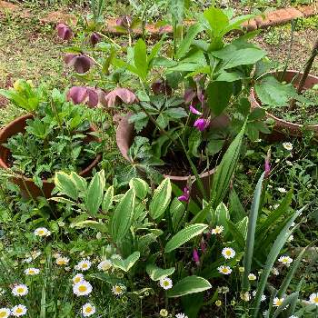 好きなものたちの画像 by 淳 こさん | 小さな庭と今朝のとリビング前とよい 1日をと好きなものたちと花に囲まれてと小さな花たちとみんなに♡をとちょっとひと息