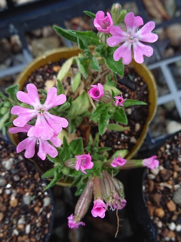 花のある暮らしの投稿画像 By まーさん 雑草と小さな庭と花のある暮らしと雑草 19月4月24日 Greensnap グリーンスナップ Greensnap グリーンスナップ