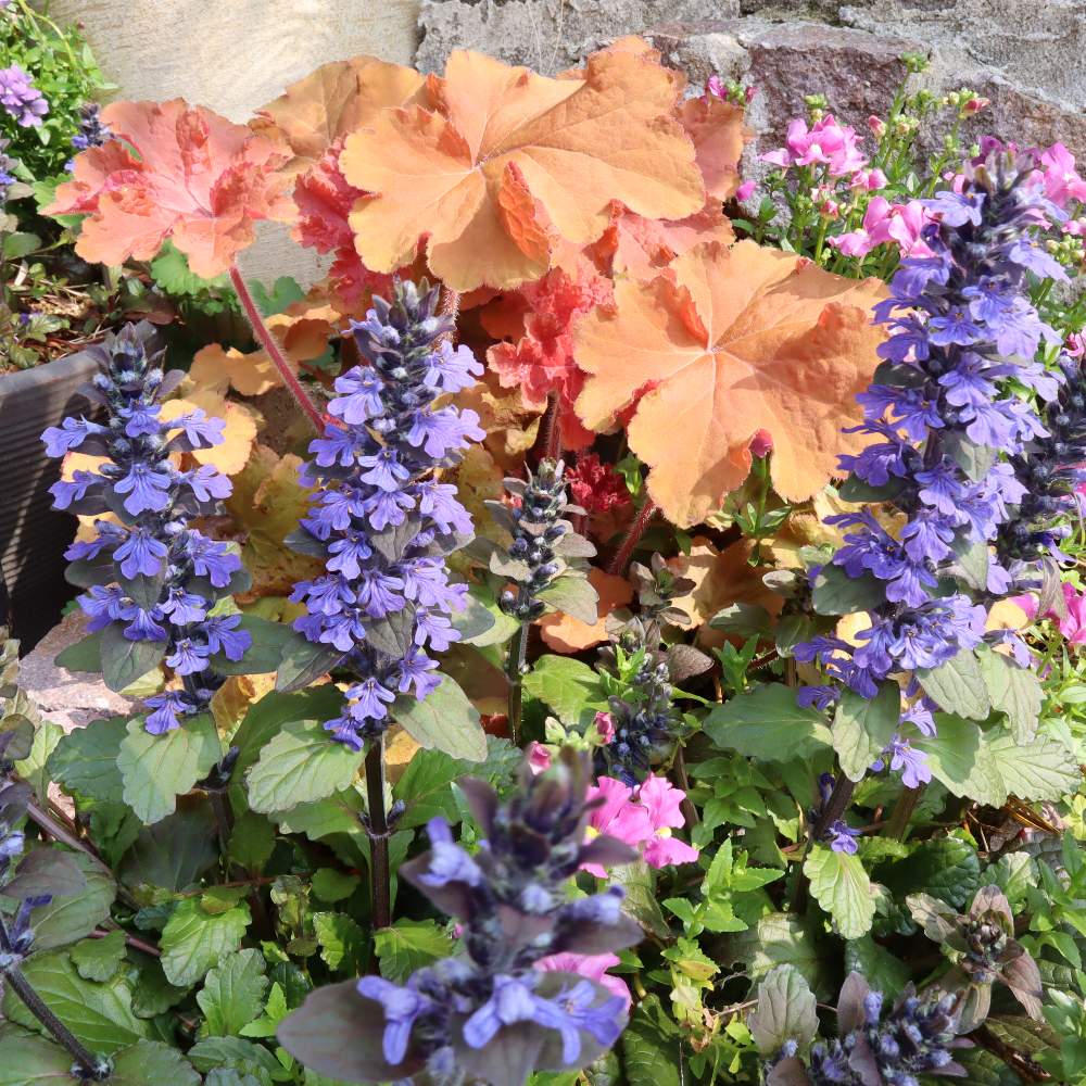 ヒューケラ キャラメルの投稿画像 By Amiさん ヒューケラとアジュガとネメシアとカラーリーフとキュンキュン乙女倶楽部と植物のある暮らしと手作りの庭と令和最初の植物 お花フォトコンと花の15年組とno Green No Lifeと物語のある庭作りとガーデニングと花のある暮らし