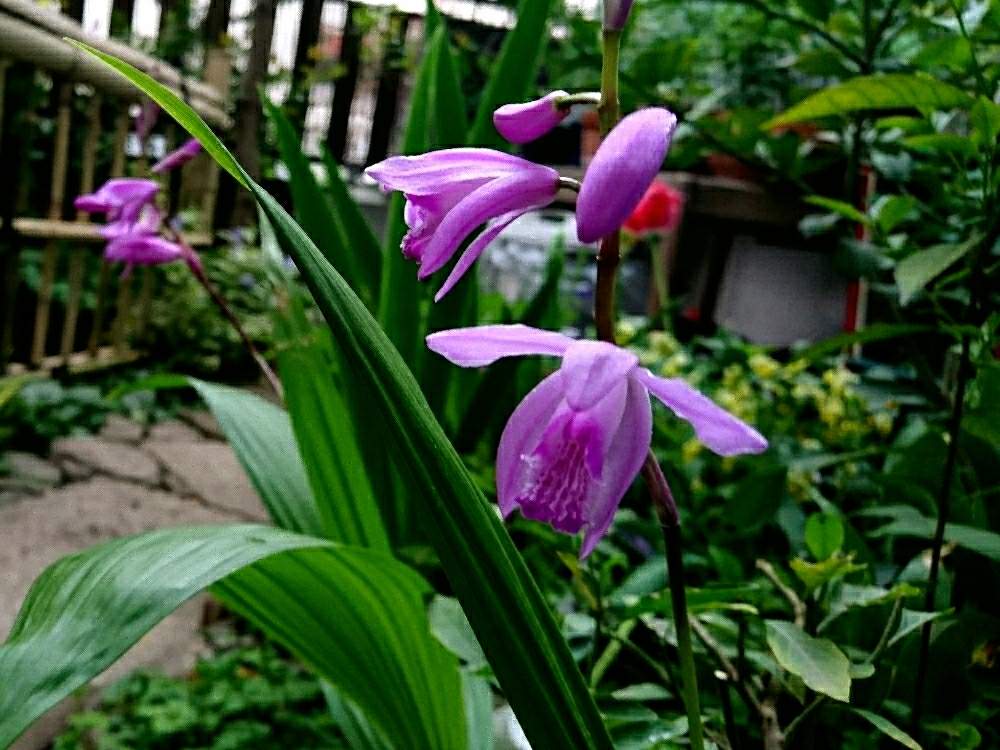 シランの投稿画像 By こぶたさん 和風ティストと山野草と和の庭と和モダンとつぼみと花のある暮らしと咲いた 19月4月24日 Greensnap グリーンスナップ