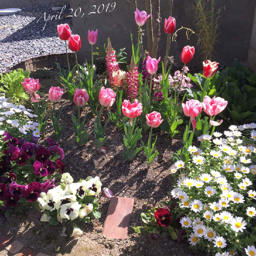 八重咲きチューリップの投稿画像 By Nicori さん チューリップとノースポール とパンジーとルピナスとジギタリスと 秋植え球根 フォトコンテストと花のある暮らしとお気に入り とシンボルツリー足元の花壇 と 秋植え球根 フォトコンテストと花のある暮らしと 八重咲きチューリップの投稿画像 By Nicori さん チューリップとノースポール とパンジーとルピナスとジギタリスと 秋植え球根 フォトコンテストと花のある暮らしとお気に入り とシンボルツリー足元の花壇 と 秋植え球根 フォトコンテストと花のある暮らしと