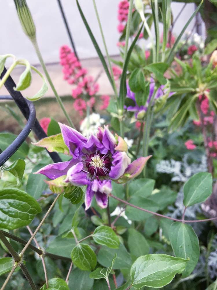 クレマチス 天塩の投稿画像 By キントキさん ベニカノコソウと いいねありがとう とクレマチス 天塩といいね フォローありがとうございます とコメント大歓迎 と花のある暮らしと南の庭 と庭の宿根草と初夏のお庭 19月4月24日 Greensnap グリーン