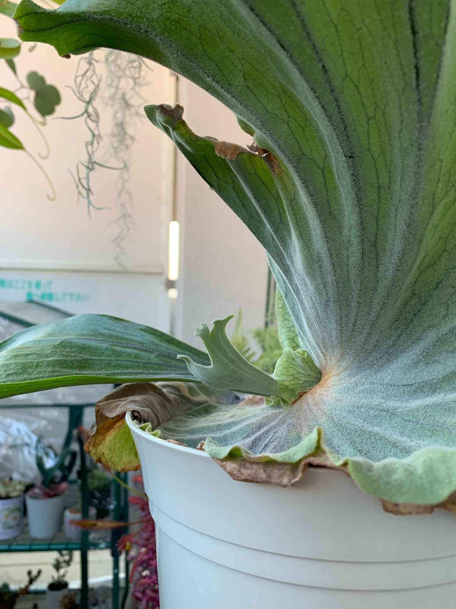 ビカクシダ成長記その2｜🍀GreenSnap（グリーンスナップ）