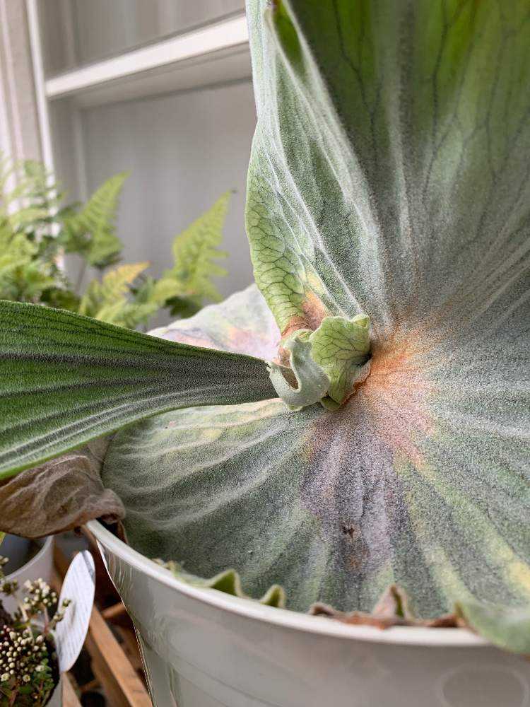 ビカクシダ 15種 大きい子達 ② ビカクシダ 15種 大きい子達