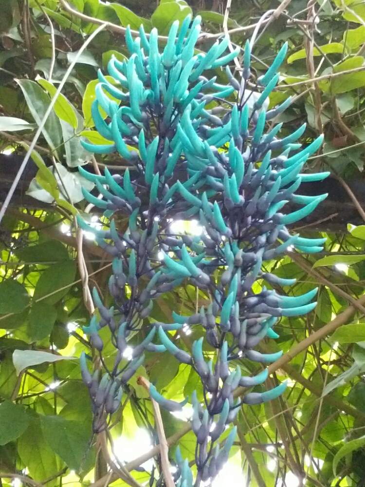 ヒスイカズラの投稿画像 By Moonさん 旅行中と栃木花センターと翡翠色の花 19月4月24日 Greensnap グリーンスナップ