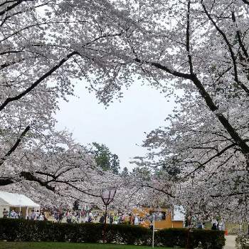 桜前線の画像 by tamaさん | お出かけ先とハートの形と花のある暮らしと桜前線とno green no lifeと弘前公園