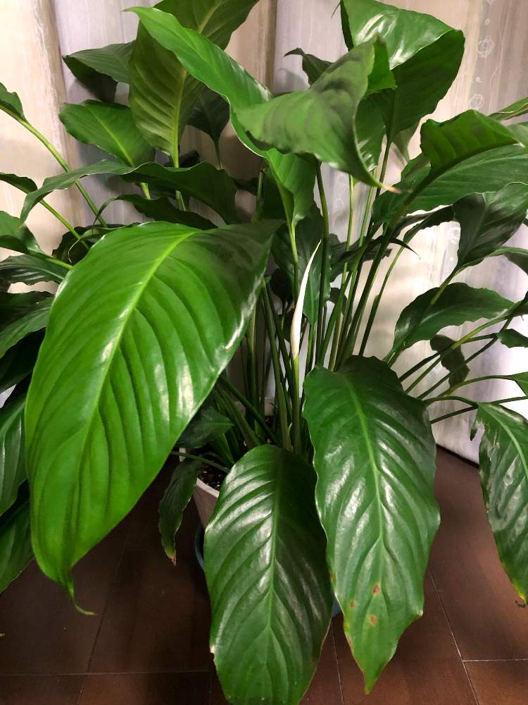 窓辺の投稿画像 By Hittyyさん 花芽と葉の美しさと美しい葉色とスパティフィラム と緑のある暮らしと綺麗と美しい緑とつぼみ と緑 大好き と花芽と葉の美しさと美しい葉色とスパティフィラム と緑のある暮らしと綺麗と美しい緑とつぼみ と緑大好き 19月4月24日
