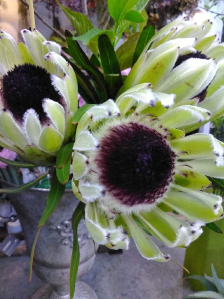 ドライフラワーの投稿画像 By 六翠園さん 長持ちと花のある暮らしと切り花と南アフリカ国花 19月4月24日 Greensnap グリーンスナップ