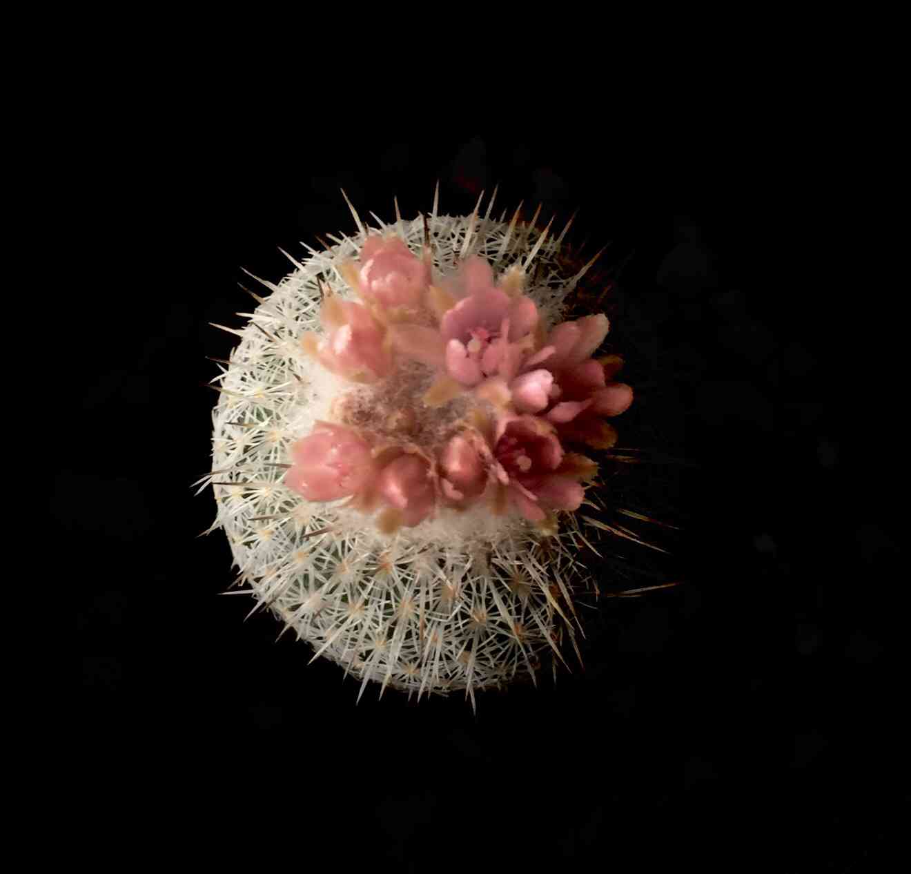 続 わたしとサボテンの花｜🍀GreenSnap（グリーンスナップ）