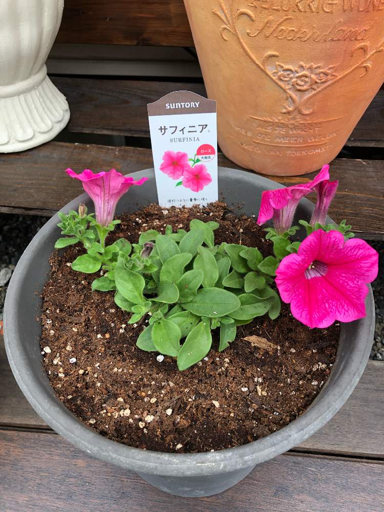 サフィニアの投稿画像 By マミ ちゃんさん サフィニア ローズとがんばれカープと花のある暮らしとサントリー フラワーズ と大好きペチュニア カリブラコアとサントリー フラワーズ 19月4月24日 Greensnap グリーンスナップ