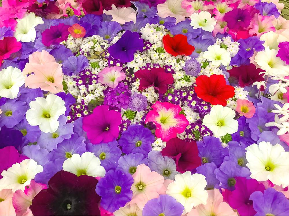 スマホ撮影の投稿画像 By Kimikimiさん 壁紙と真上から と美花と壁花と創作と花遊び 19月4月24日 Greensnap グリーンスナップ