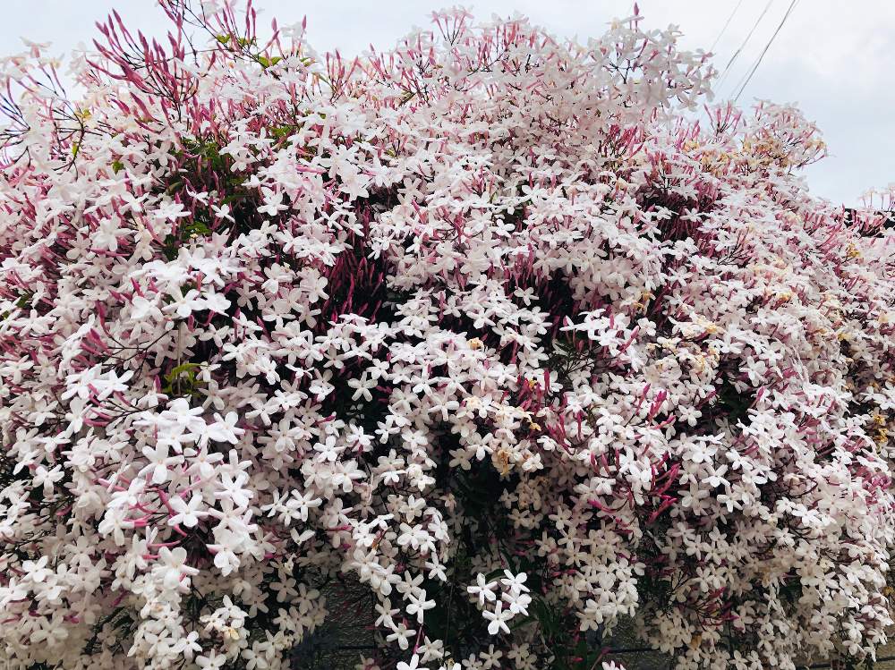 ハゴロモジャスミンの投稿画像 By Ohba Chiseさん 花のある暮らしと白い花とjasminumpolyanthumとモクセイ科とjasminumpolyanthum 19月4月25日 Greensnap グリーンスナップ