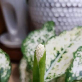 アグラオネマ ワールドヘリテージの投稿画像一覧 Greensnap グリーンスナップ