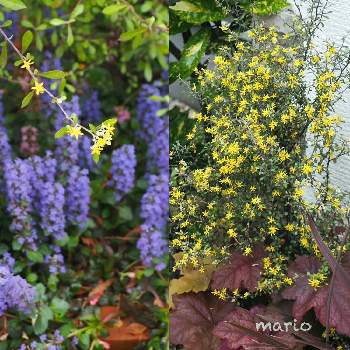 コロキア オリーブリーフの花の投稿画像一覧 Greensnap グリーンスナップ