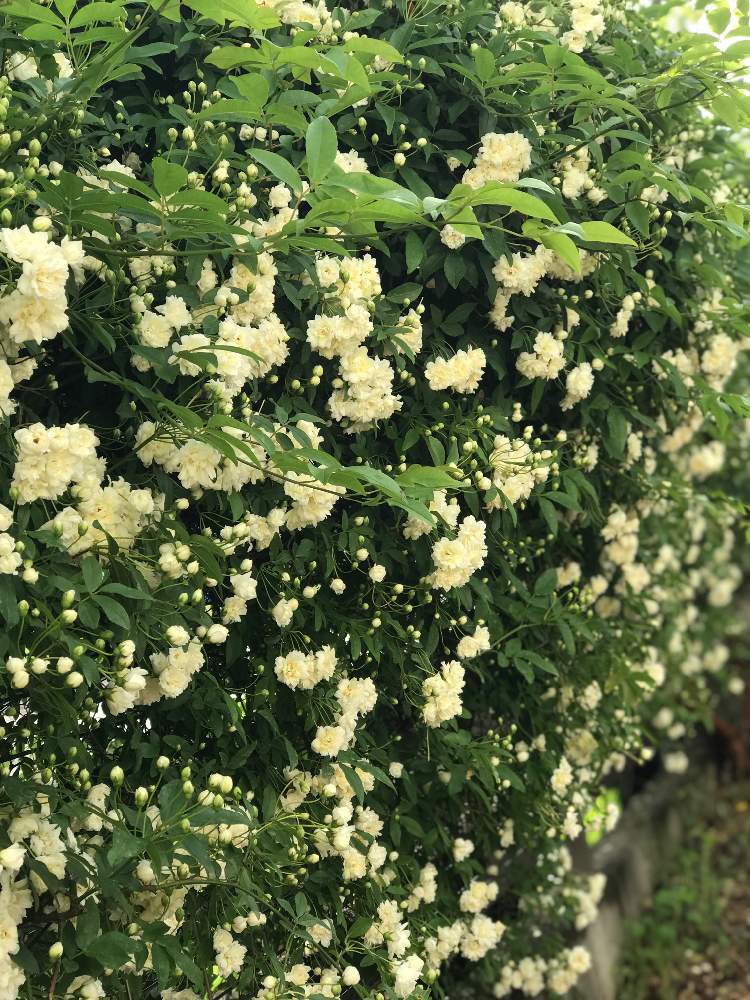 無料ダウンロードモッコウバラ 白 - 最高の花の画像