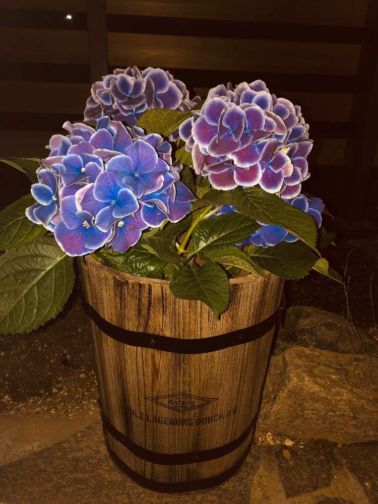 相談の投稿画像 By ゆかりさん フラウニュータイコと紫陽花 アジサイ あじさい 19月4月25日 Greensnap グリーンスナップ