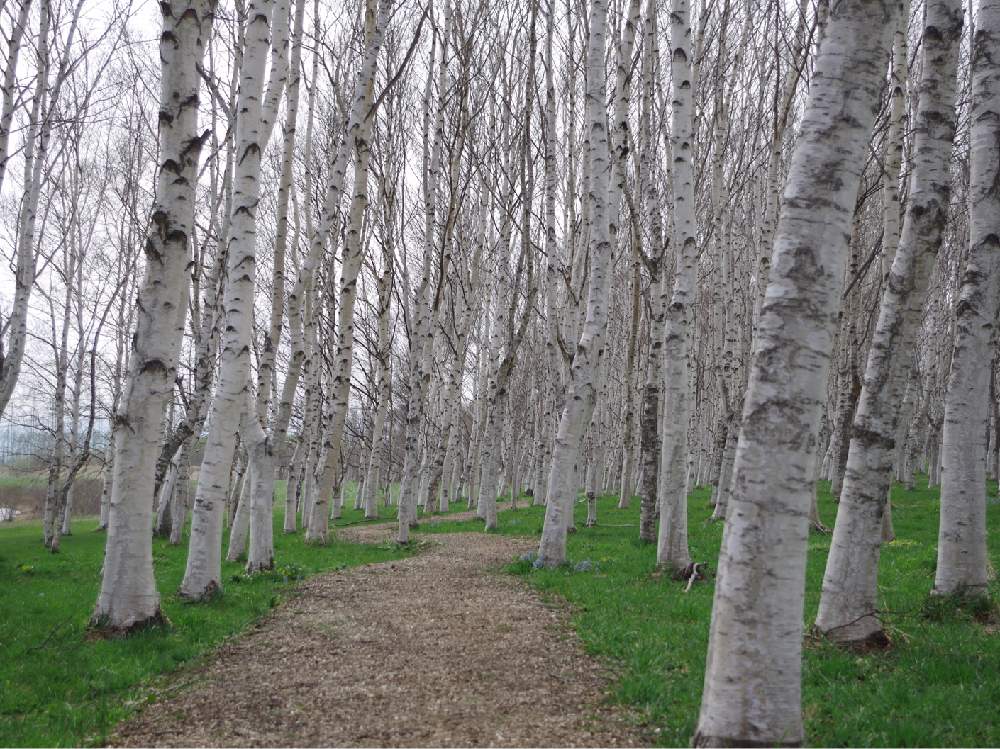 白樺の投稿画像 By Masyuさん エゾエンゴサクと北海道の景色と自然とお写んぽと山野草と公園散歩とお出かけ先と北海道の景色と自然とお写んぽと山野草と公園散歩 19月4月25日 Greensnap グリーンスナップ Greensnap グリーンスナップ 白樺の投稿画像 By Masyuさん エゾエンゴサクと北海道の景色と自然とお写んぽと山野草と公園散歩とお出かけ先と北海道の景色と自然とお写んぽと山野草と公園散歩 19月4月25日 Greensnap グリーンスナップ Greensnap グリーンスナップ