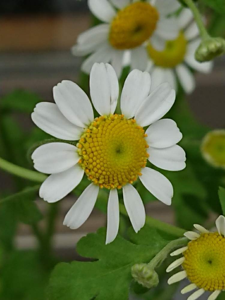 マトリカリアの投稿画像 By Moneさん 花のある暮らしと切り花 19月4月25日 Greensnap グリーンスナップ