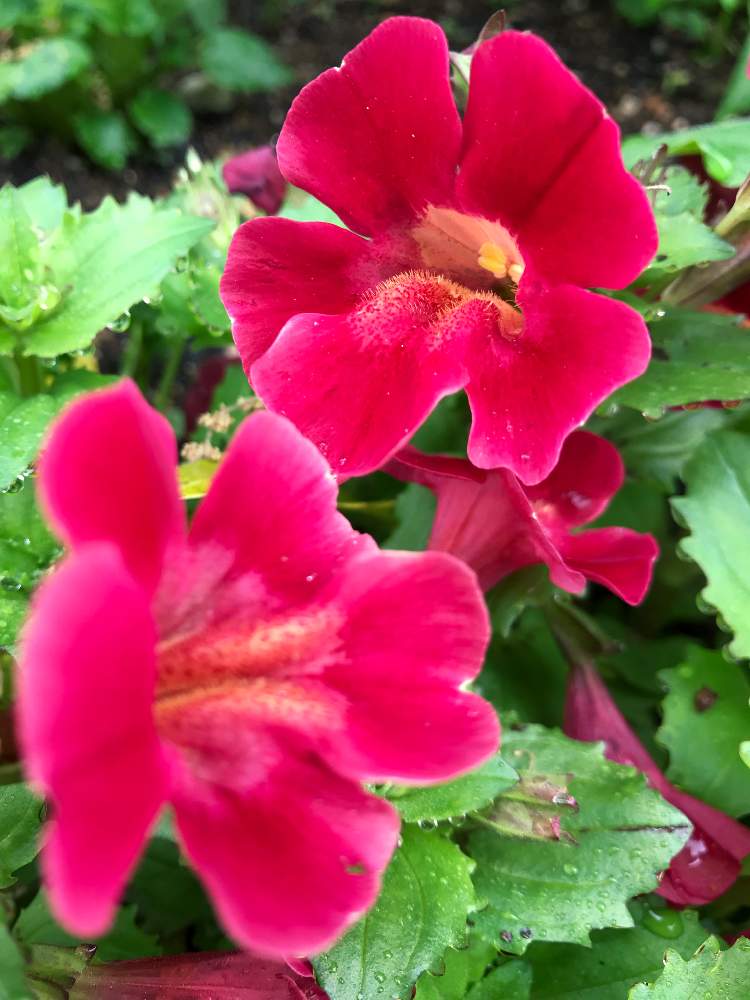 ミムラスの投稿画像 By まるさん ピンク ピンクと咲きました とステキ とキュート W ฅ とガーデニングと素晴らしい とお花ラブ 19月4月25日 Greensnap グリーンスナップ