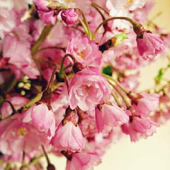春だ♡の画像 by ❀ mimo ❀さん | 和室と八重桜と犬好きとネコのいる暮らしと実家とやさしい色...とピンクの花と猫好きと春だ♡と咲いた♡︎ʾʾとつぼみと犬のいる暮らしと花のある暮らしと濃いピンクの花とピンクのグラデーションとふんわり