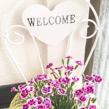 ピンクキッスの画像 by 松 祐さん | 玄関とピンクキッスとお出迎えと今日の一枚と今日のお花とお持ち帰りと花のある暮らしと仮り置き