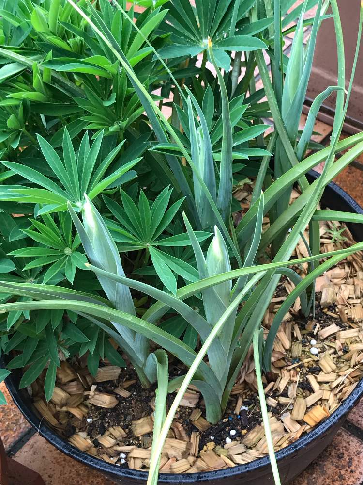 ダッチアイリスの投稿画像 By Toratoraさん ルピナス と夏越しとhtcと 大好き と千葉県と冬越しとhtc社員no 271とネコ好きと植物大好きと Naturalとgsミニモニ とつぼみと植えっぱなし とgsミニモニ No 28とバラと夢clubと花のある暮らしと植えっぱなし球根 19月4