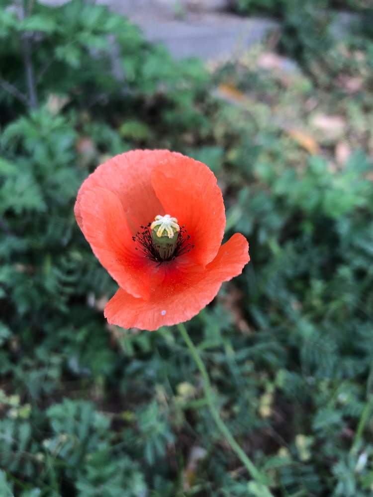 新着ナガミヒナゲシ 花 言葉 最高の花の画像