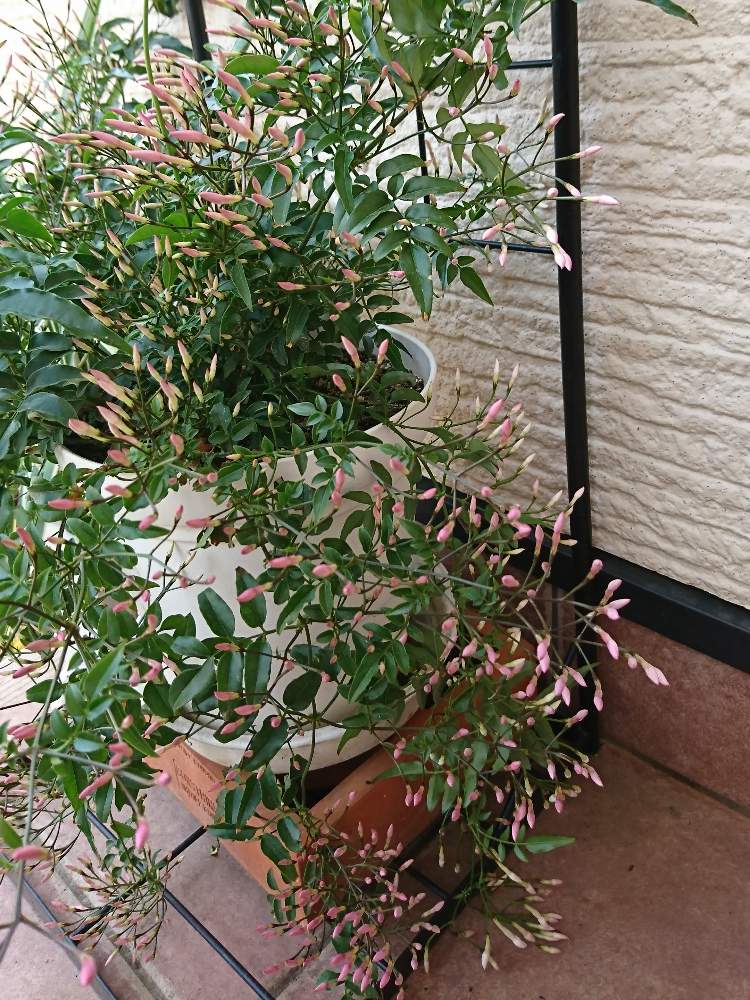 ハゴロモジャスミンの投稿画像 By ローリエさん いいかおりと冬越しと植え替えと鉢花と花のある暮らし 19月4月25日 Greensnap グリーンスナップ