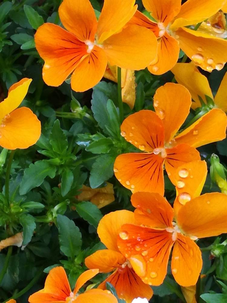 ビオラの投稿画像 By マーガレット黒川さん 花のある暮らしと花の名前を覚えたいとオレンジ色の花 19月4月25日 Greensnap グリーンスナップ