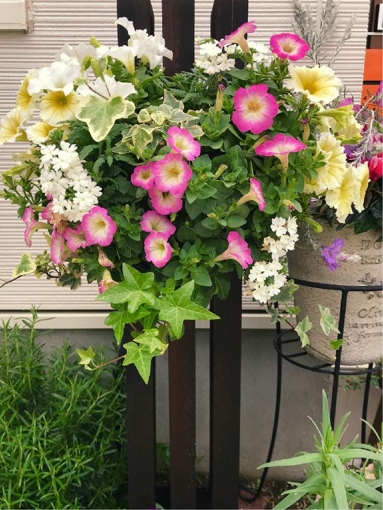 サフィニアの投稿画像 By みなさん ヘデラとペチュニアと花のある暮らしと花いっぱい とハンギングバスケットとハンキングとペチュニア 19月4月25日 Greensnap グリーンスナップ