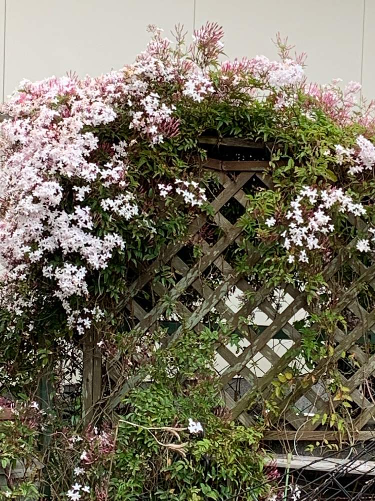 ハゴロモジャスミンの投稿画像 By バスケットさん 植物のある暮らしとガーデンガーデンとgs映えとつぼみとはるが来た とガーデニングと小さな小さな庭と花のある暮らしとかわいいな と静岡県と 地植えとiphone撮影 2019月4月25日 Greensnap グリーンスナップ