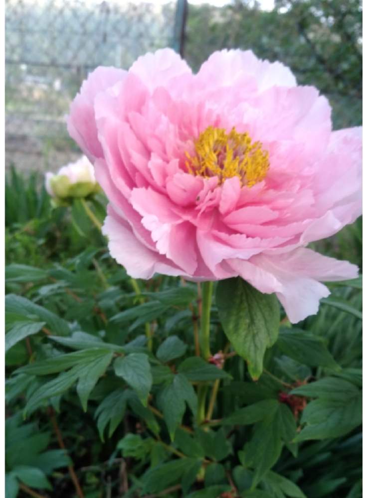 ボタンの投稿画像 By Qooさん 大きい花と花のある暮らしと綺麗な花とピンクの花 19月4月25日 Greensnap グリーンスナップ