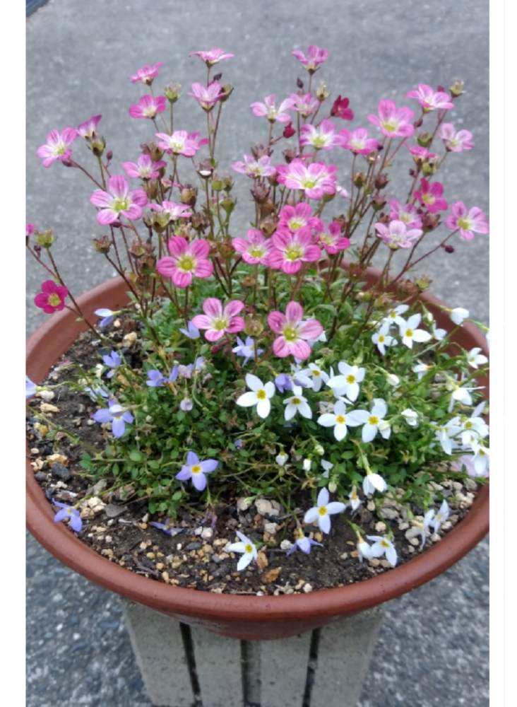 ヒナソウの投稿画像 By Qooさん 雲間草と玄関とピンクの花と青い花と綺麗な花と小さい花と花のある暮らしと白い花とピンクの花と青い花と綺麗な花と小さい 花と花のある暮らしと白い花 19月4月25日 Greensnap グリーンスナップ Greensnap グリーンスナップ